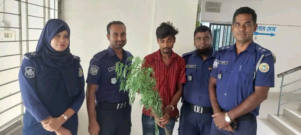 কাঠালিয়ায় জাঙ্গালিয়া গ্রামের চারটি গাজা গাছসহ জালাল নকিবের ছেলে হৃদয় নসিব কে আটক করেছে কাঁঠালিয়া থানা পুলিশ